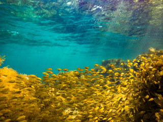 Marine life in the shallows