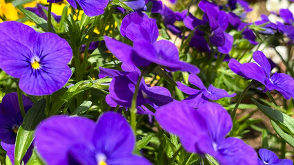 blue iris flowers