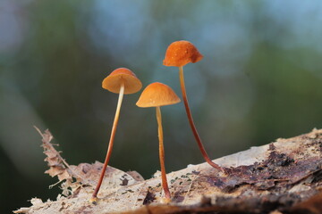 Mushroom plants from the tropical forests of Kalimantan