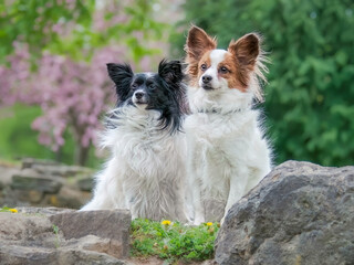 Two alert Papillon dogs, bicolored white and black and white and red colored, stting side by side in a meadow in spring, they are good friends