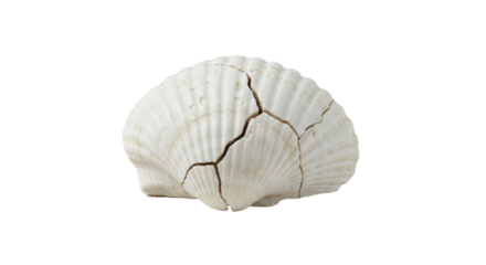 Cracked Sea Shell on Transparent Background PNG

