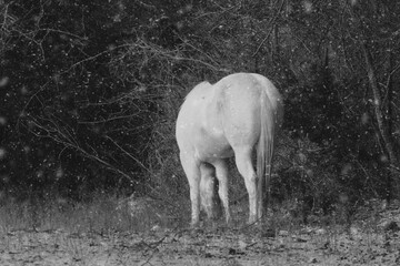 White horse in winter snow weather on farm in field, copy space on background.