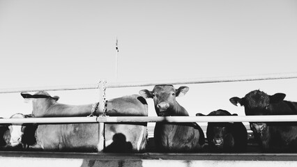 Feed lot for agriculture concept with cows in pen looking at camera, black and white cattle background.