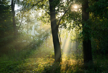 Beautiful sunny morning in green forest