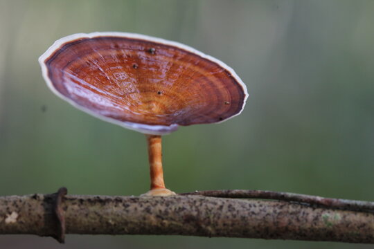 Mushroom plants from the tropical forests of Kalimantan