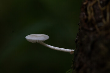 Mushroom plants from the tropical forests of Kalimantan