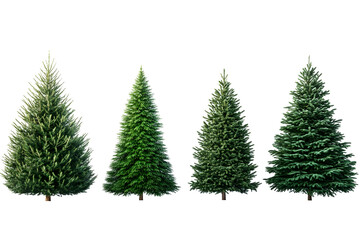 Obraz premium Variety of evergreen trees: fir, pine, and spruce on black background