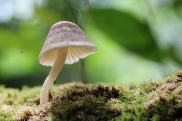 Mushroom plants from the tropical forests of Kalimantan