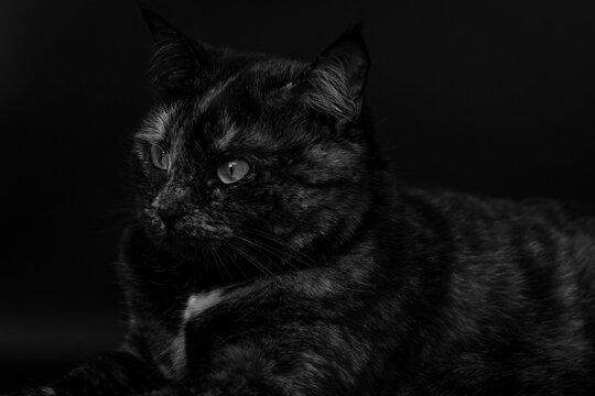 A cat with bright green eyes lies on a dark background. Its fur is covered with spots of black, brown and orange. Its ears are erect, reflecting the cat's alertness and curiosity.