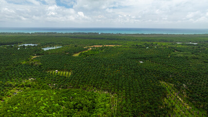 aerial view a vivid contrast between a palm plantation and a lush forest. the transition from agricultural land to untouched wilderness, highlighting patterns of land use and environmental impact.