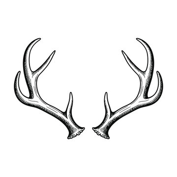 Hand drawn deer antlers illustration on a white background