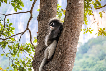 Dusky leaf monkey, spectacled langur sits on a tree branch in the jungle and surveys the...