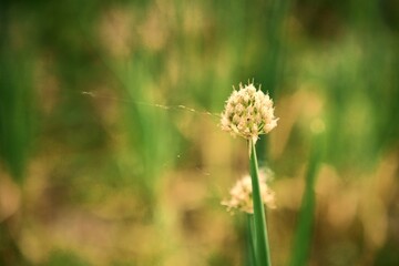 The blooming of green onions in macro shots. Close-up of the feathers and seeds. Stock photo 4.
