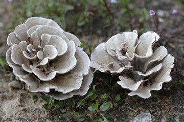 Mushroom plants from the tropical forests of Kalimantan