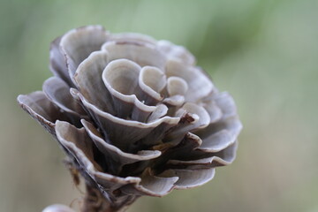 Mushroom plants from the tropical forests of Kalimantan