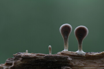 Mushroom plants from the tropical forests of Kalimantan