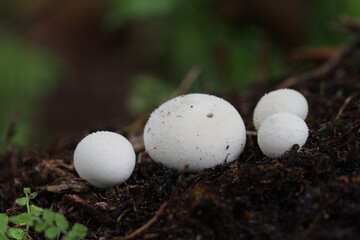 Mushroom plants from the tropical forests of Kalimantan