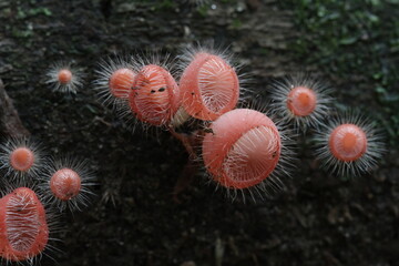 Mushroom plants from the tropical forests of Kalimantan
