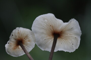Mushroom plants from the tropical forests of Kalimantan