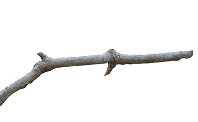 Dried lilac branch isolated on white background. Many photos	
