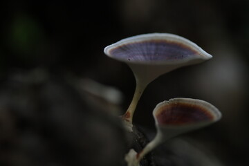 Mushroom plants from the tropical forests of Kalimantan