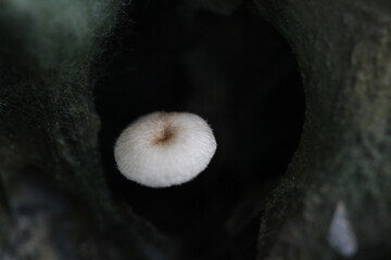 Mushroom plants from the tropical forests of Kalimantan