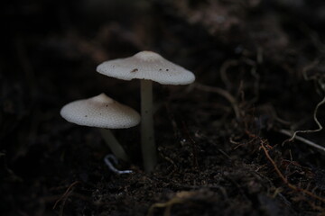 Mushroom plants from the tropical forests of Kalimantan