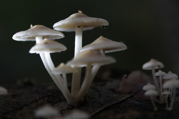 Mushroom plants from the tropical forests of Kalimantan
