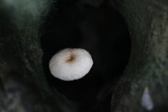 Mushroom plants from the tropical forests of Kalimantan