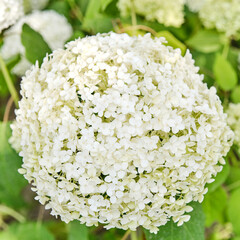 White hydrangea bloom in summer garden