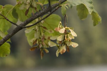 Samara hanging from branch with green leaves in nature