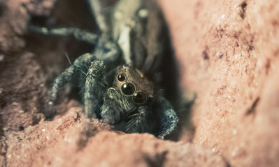 Macro close-up of a spider showing fine details of legs, eyes, and body. Ideal for nature, insect studies, wildlife photography, and educational or artistic design projects