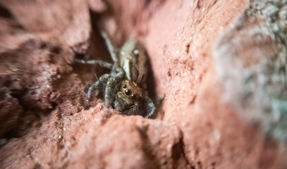 Macro close-up of a spider showing fine details of legs, eyes, and body. Ideal for nature, insect studies, wildlife photography, and educational or artistic design projects