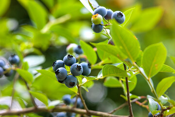 blueberries on a bush
