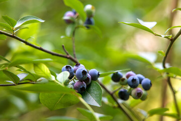 wild berries on a branch