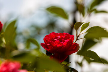 red rose in garden