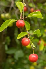 Ripe red mirabelle plums hanging on branch in orchard