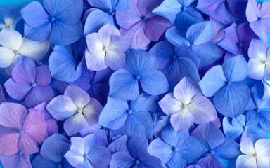 Pastel Purple and Blue Hydrangea Flowers Background – Soft Floral Aesthetic