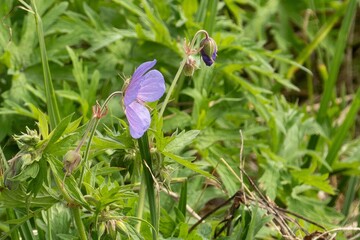 Meadow cranesbill blooming in green field