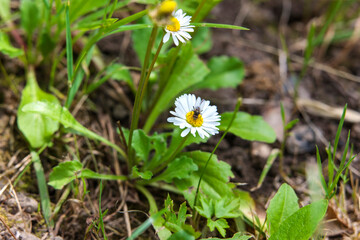 white daisy flower