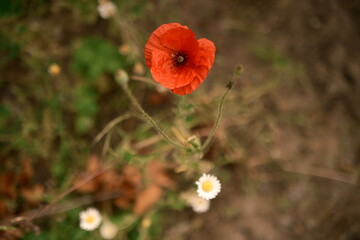 Beautiful flowers - red poppies. A magical combination of red, green and brown. File 2