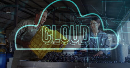 Sorting grapes, winery workers touching clusters at sorting table inside plant, with cloud graphic