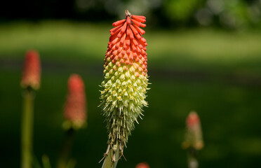a beautiful kniphofia plant with red and yellow flowers in a garden