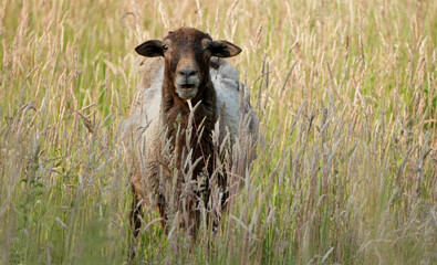 a brown sheep standing in tall green grass in a field