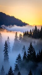 Misty sunrise over a pine forest