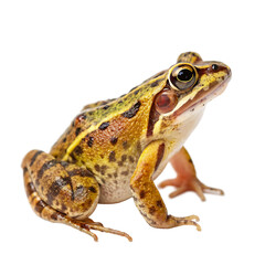 Fototapeta premium A common green frog, a small amphibian creature found near water, sitting still isolated on a transparent background png