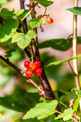 Ribes rubrum pertenece a la familia de Grossulariaceae.