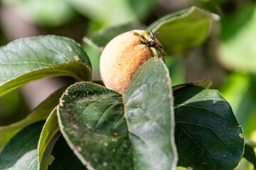 Cydonia oblonga pertenece a la familia Rosaceae.