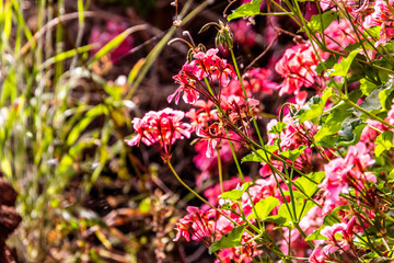 Pelargonium odoratissimum pertenece a la familia de Geraniaceae.