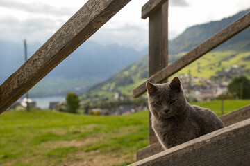 Grey Cat on a Wooden Fence Overlooking a Mountain Lake